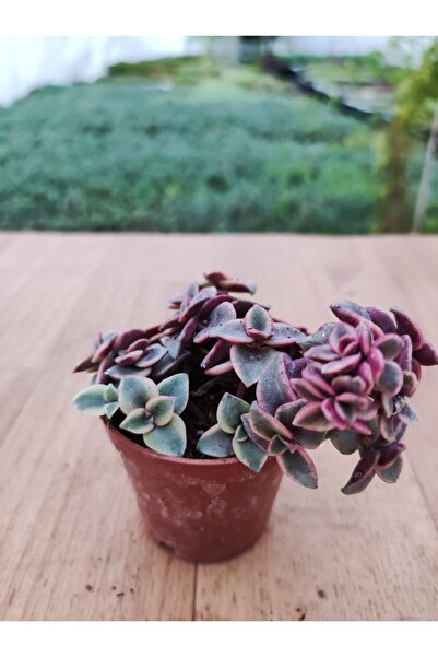 Genel Markalar Crassula Pellucida Marginalis Sukulent ( 5.5 Cm Saksıda ) Kırm...