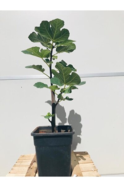 EVİM BAHÇEM Incir Fidanı Saksılı Sarı Lob Incir Fidanı Fidan