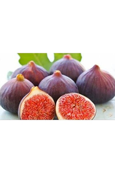 Önderler Bursa Kara Incir Fidanı 2 Yaşında