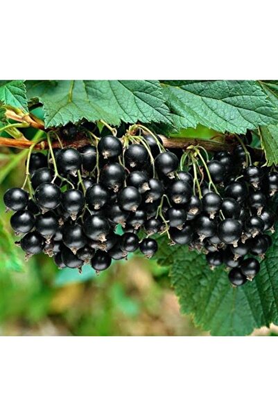 Önderler Siyah Frenk Üzüm Fidanı