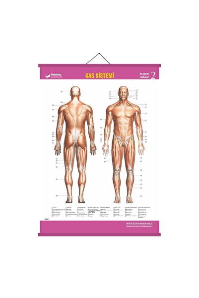 Gürbüz Kas Sistemi Anatomi Levhası 70x100 Cm Askılı Çıtalı