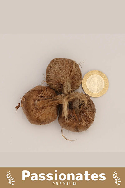 Armoris Özel Dikime Hazır Büyük Boy 1. Kalite Safranbolu Safran Bitkisi Soğanı - 7 Adet