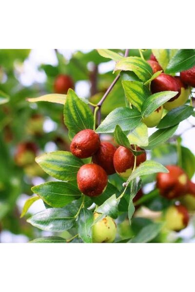 Karabağ Fidancılık Hünnap Ağacı Fidanı Tüplü Küçük Boy