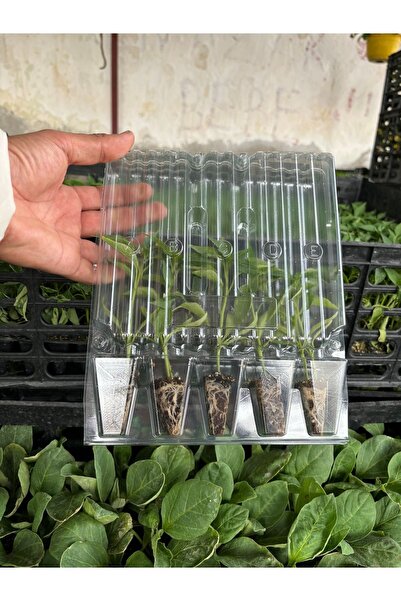 AAC TARIM Sarı süs biber 5 adet yeşil süs biber 5 adet sırık domates fidesi 5...