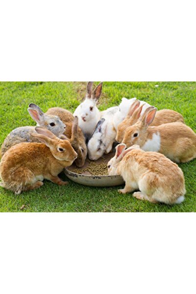 Güven Yem Kemirgen Yemi Tavşan Yemi Hamster Yemi 1 Kg