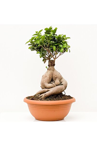 Genel Markalar Bonsai Benjamin- Ficus Ginseng Bonsai