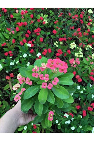 Thorns Crown Small Flowered Imported Dutch National (pink)