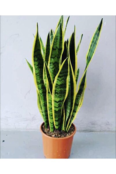 sabuncakiskadikoy Sanseveria Kılıç Çiçeği Canlı Topraklı Bitki
