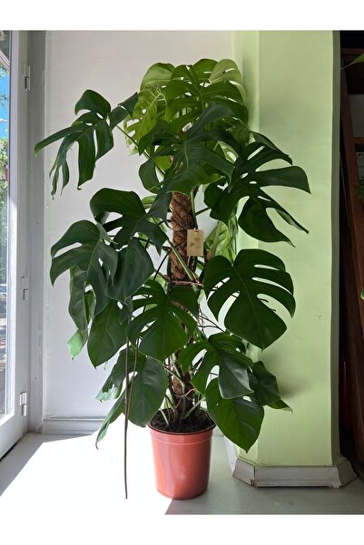 NIWA BOTANIC Monstera Deliciosa - Devetabanı - 24cm
