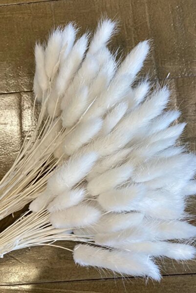 Goya Home Doğal Kurutulmuş Pamuk Otu, Tavşan Kuyruğu Gelin Buketi Aranjman Çiçeği Lagurus 30 Dal