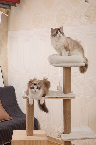 RAIKOU Lissa Cat Scratching Area - Comfortable Cutting
