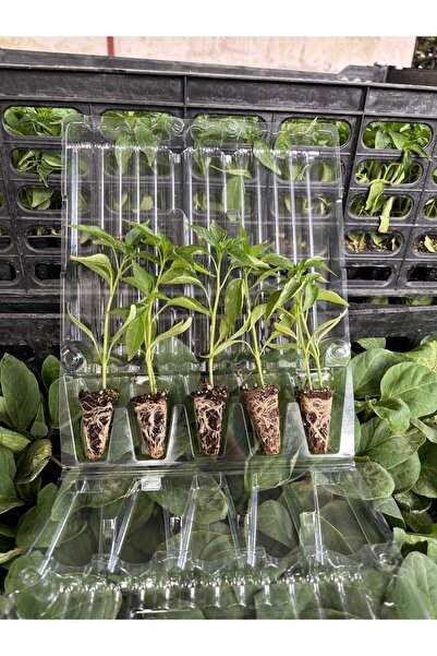 AAC TARIM Karışık 100 adet sebze fidesi