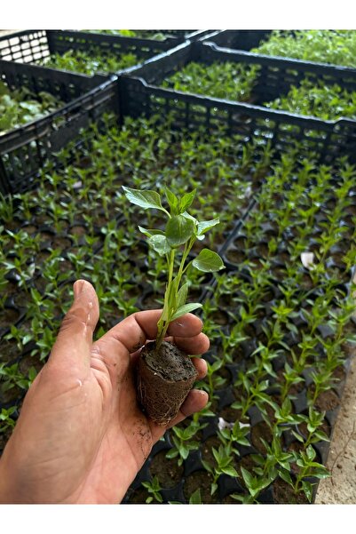 AAC TARIM 10 kıl biber fidesi saksı yetiştiriciliğine uygun bol verimli