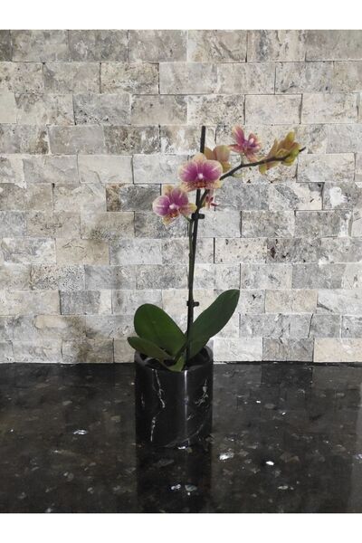 Zeybek Marble Orchid Black Marble Flower Cactus - Pot