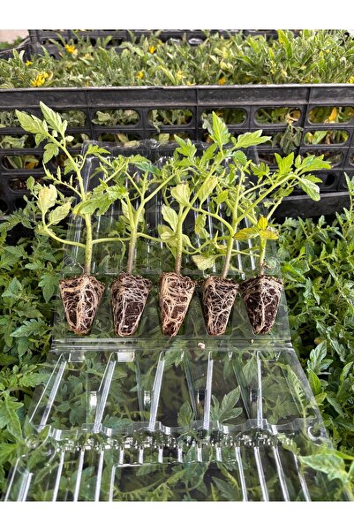 AAC TARIM 5 salatalık 5 köy domates fidesi