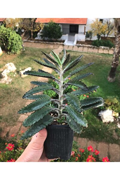 Sukulent Çeşitleri Büyük Boy Aşkın Gözyaşı Çiçeği - 15-25 Cm