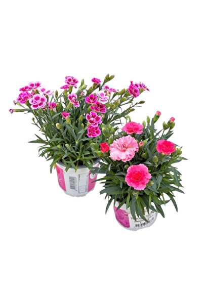 FİDEİSTE Saksıda Karanfil Çiçeği 2 Adet