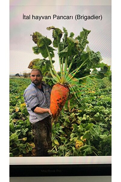 Brigadiers Brigadier Hayvan Yem Pancarı Tohumu 1kg