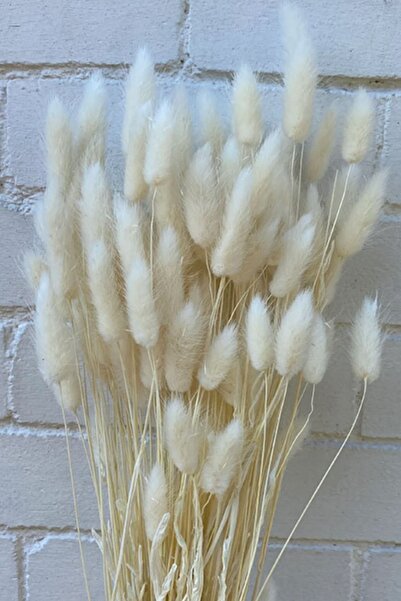 Goya Home Doğal Kurutulmuş Pamuk Otu, Tavşan Kuyruğu Gelin Buketi Aranjman Çiçeği Lagurus 30 Dal