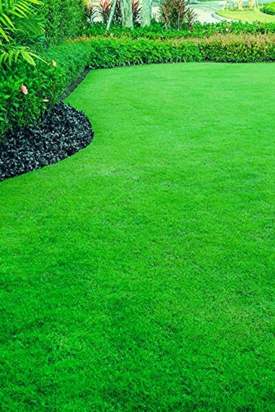 AGROERA Özel 6 Lı Karışım Çim Tohumu Basmaya Dayanıklı Mükemmel Görünüm 2 Kg