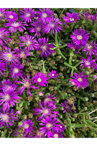 Bitkim Sende Mezem Yer Örtücü Acem Halısı Çiçeği Mezarlık Üstüne Uygun 6 Adet...