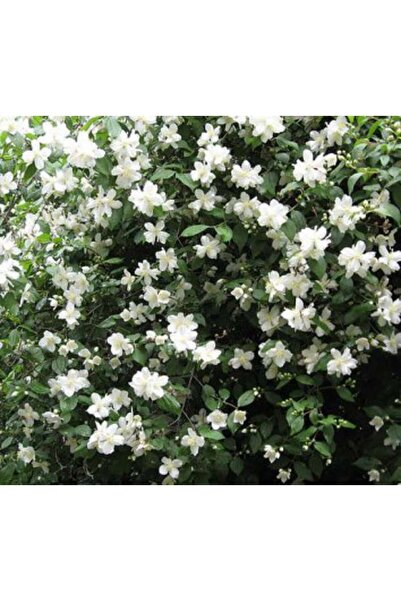 Genel Markalar Tüplü Filbahri Fidanı