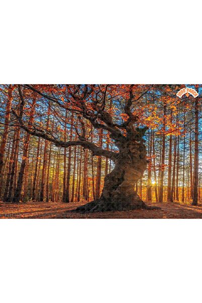 Teona Ahşap Sonbahar Rüyası Ormanı Dekoratif Çift Katlı Çerçeveli Asılabilir ...