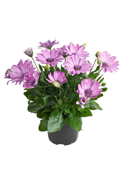 FİDEİSTE Saksıda Renkli Bodrum Papatyası Osteospermum Ecklonis