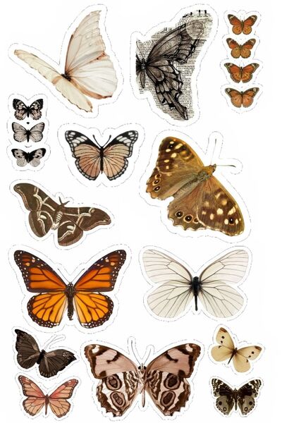 LikyaDükkan فراشة فراشة تصميم مخصص ملصق ملصق