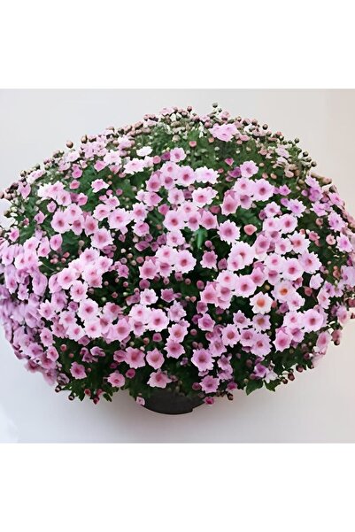 TacirDepo Özel Seri Bransmart Pink Kasımpatı Krizantem Çiçeği Fidesi (1 Adet) )