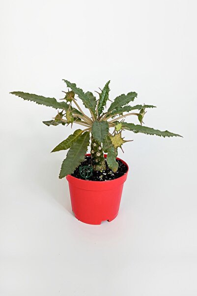 Toptan Kaktüs Dorstenia Foetida özel tür nadir ilginç sukulent 8.5 cm kırmızı saksıda