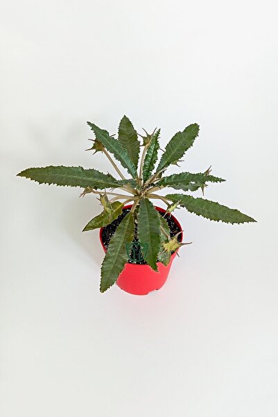 Toptan Kaktüs Dorstenia Foetida özel tür nadir ilginç sukulent 8.5 cm kırmızı saksıda