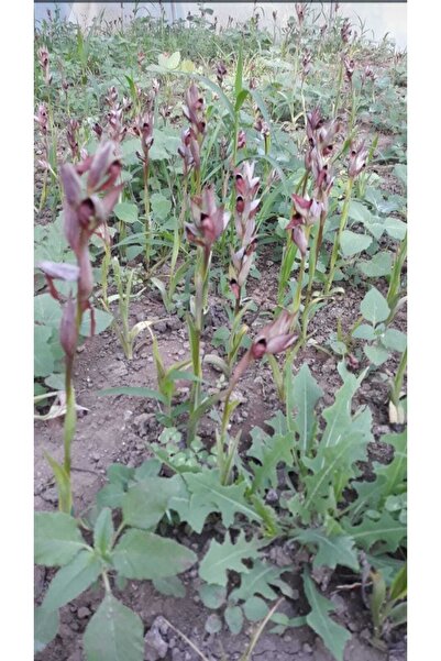 Doruk Fidancılık Salep Fidesi 10 Ad Serapies,arılı,kum Salep