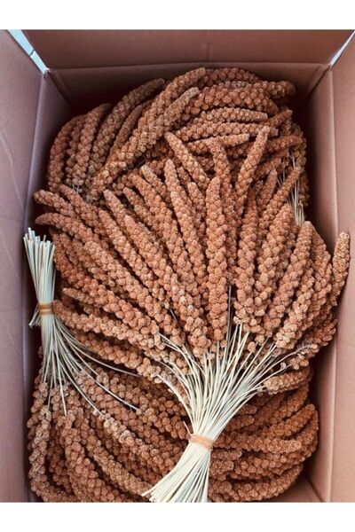 Doğal Kızıl Dal Darı Protein Deposu Organik Kuş Yemi ( 2 Kg )