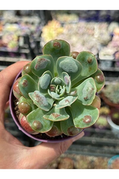 SukuLand Echeveria Raindrop koleksiyonluk özel tür sukulent 8,5cm saksıda