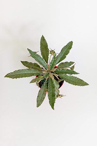 Toptan Kaktüs Dorstenia Foetida özel tür nadir ilginç sukulent 8.5 cm kırmızı saksıda