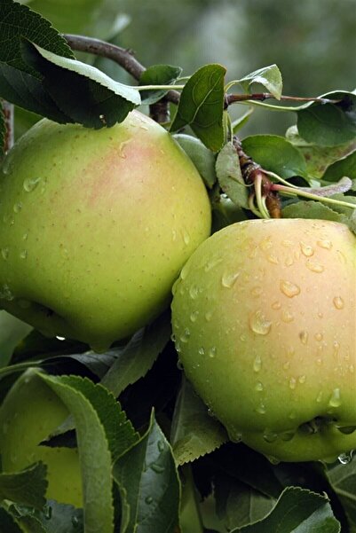 Genel Markalar GOLDEN ELMA FİDANI AŞILI 2 YAŞLI TÜPLÜ 120-150 CM