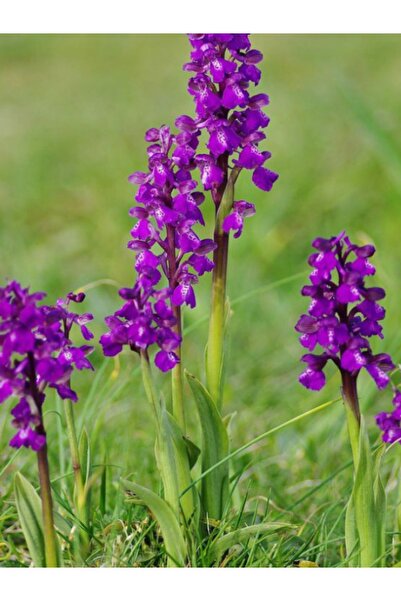 Salep Bitki Evi Doğal Salep Yumrusu(50 ADET)