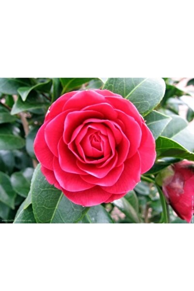 Genel Markalar Kamelya (camellia Japonica) Çiçeği Tohum