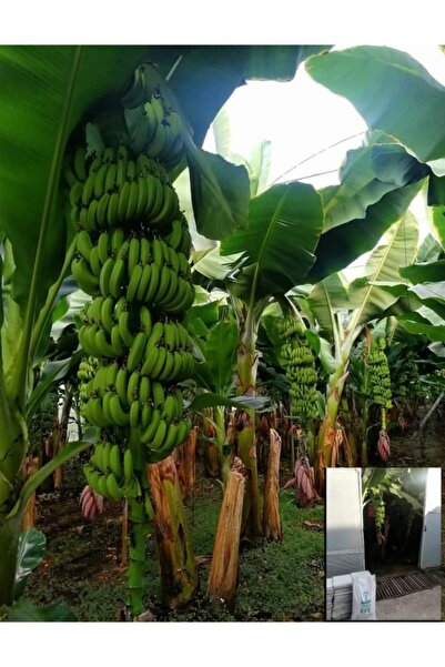 BahçeHome 2.00 Mt Ile 2.50 Mt Boyunda Muz Fidanı