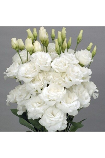 TacirDepo Katmerli Allamonde S.White Lisianthus Çiçeği Fidesi (3 Adet)