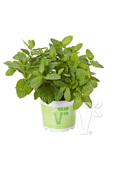 TacirDepo Geniş Yapraklı Hızlı Gelişen Garden Mint Bahçe Nanesi Fidesi (2 adet)