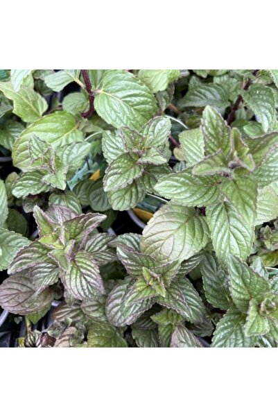 TacirDepo Yoğun Aromalı Multimentha Nane Fidesi (2 adet)