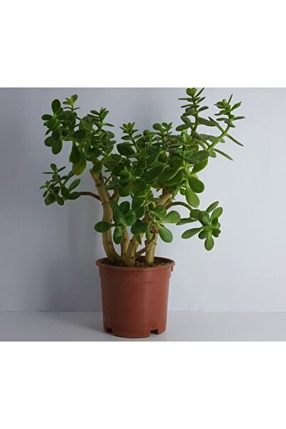 Aysima Çiçekevi Bonsai Crassula Ovata 10 Yaş Üzeri 50 cm Para Ağacı Bereket A...
