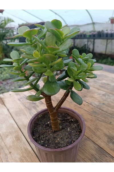 PLANTİS BOTANİK Crassula Ovata Minima 13 Cm Saksılı Mini Para Ağacı Sukulent