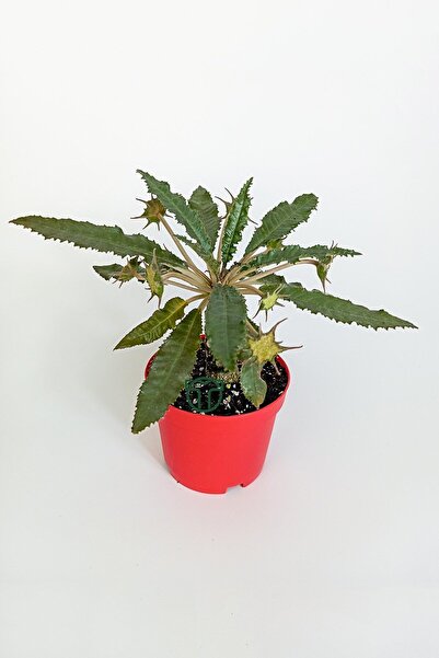 Toptan Kaktüs Dorstenia Foetida özel tür nadir ilginç sukulent 8.5 cm kırmızı saksıda