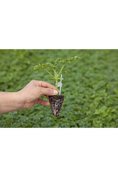 Cherry tomato seedling (15-25cm)