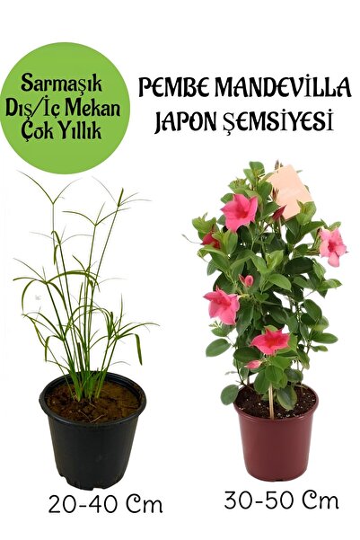 Bitkim Sende Japon Şemsiyesi 1 Adet Saksılı+Pembe Mandevilla Çiçeği 1 Adet Sa...