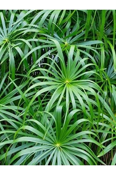 serada decor & plant Salon Bitkisi Japon Şemsiyesi 1 Adet Saksılı 50-60cm (Cy...