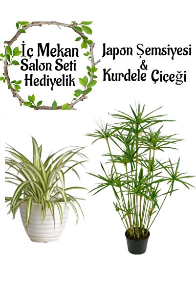 Bitkim Sende Japon Şemsiyesi (40-60cm)1 Adet Saksılı+Kurdele Çiçeği 1 Adet Sa...